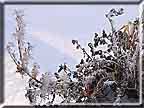A photograph of wildflowers blooming with ice.