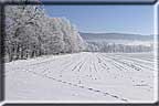 A blue and white cornfield under a perfect winter sky.