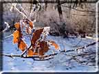 A photo of sunlit oak leaves against the winter snow.