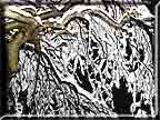 A photograph taken from under the snow laden branches of a Camperdown Elm tree.