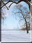 Winter willows photographed at Stewart Park, Ithaca, NY.
