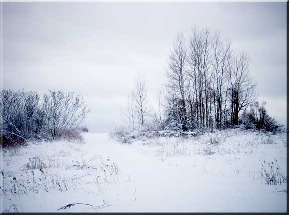 Photograph of a brushy ridge cloaked in snow.