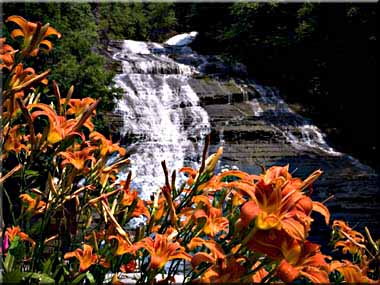 Daylilies blooming in front of Buttermilk Falls.
