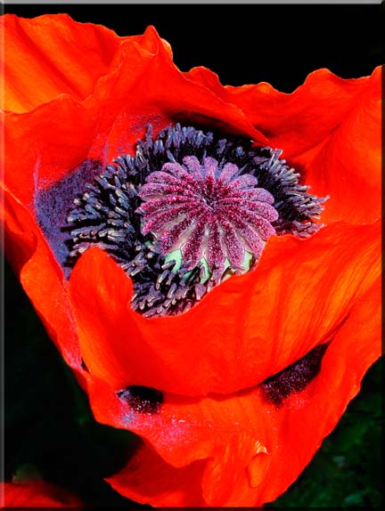 An almost surreal photograph of a section of a red Oriental Poppy.