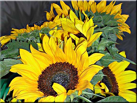 Sunflowers appearing to rise above the horizen.