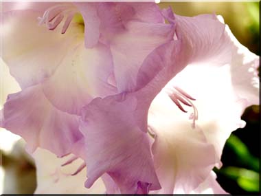 Photo of a gladiola with sunlight shining through the petals.