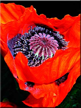 The center of an Oriental Poppy.