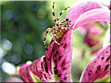 Small spider spied on a lily petal.