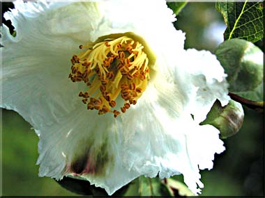 The center crown of a Stewartia flower.