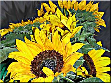 Glorious sunflowers rising like the early morning sun.