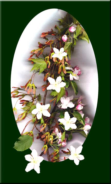 A picture of apple blossoms and maple seeds in a formal composition.