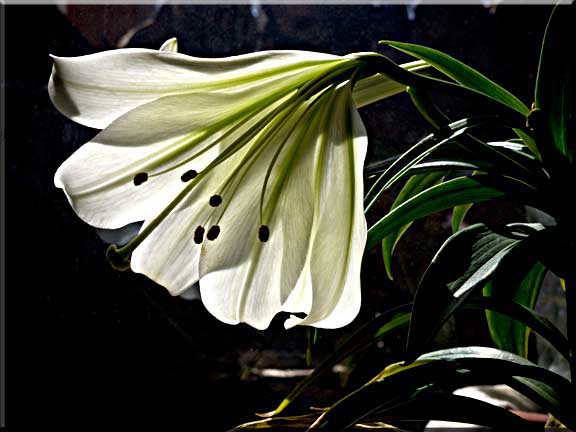 A lily blossom open on one side showing all its details.