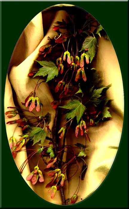 A Photographic arrangement of Red Maple seeds over gold colored silk.