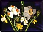 A photo of daffodils and fiddlehead ferns.