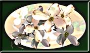 Flowering Dogwood bracts arranged in a layered composition.