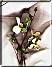 A photograph of a branch of Flowering Dogwood bracts in front of hand loomed linen.