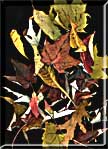 Fallen leaves arranged as a still life photograph.