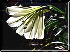 Sunlit lily photographed against a dark background.