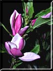 An almost oriental arrangement of a Rose Bay Magnolia branch with flowers.