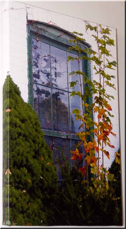 Giclee print on canvas of an old window with a maple sapling in front.