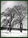Silhouette of two trees, in black and white.