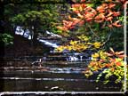 Photo of Cascadilla Gorge waterfall in autumn with a scarlet sumac.