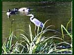 Great Blue Heron in a watery landscape.