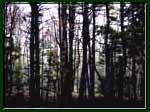 Landscape photography of an early spring forest with mist rising.