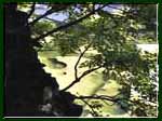Fine art lanscape photography of maple leaves by a stream bed.