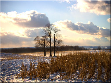 Three maple trees in a snowy cornfield.