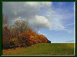 Photo of brilliant autumn leaves bordering a mown field.