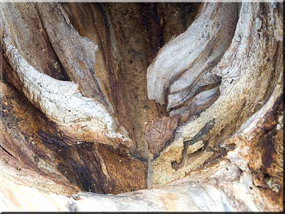 Deep mysteries lie in crevises of ancient trees.