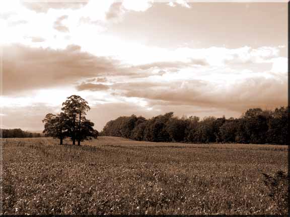 Three bare Maple trees standing as sentinals in a winter cornfield.