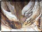 An abstract sepia print of the center of an ancient log.
