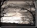  A sunrise seen through bare branches as presented in a sepia print.