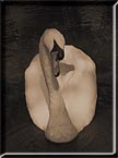 A sepia photograph of a posing swan.