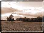 Three trees in sepia.